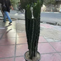 کاکتوس افوربیا