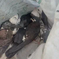 8عدد ماده پرشی 150