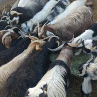 ۲۳راس بزکهره دار