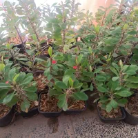 خانه گل و گیاه آپارتمانی آنلاین زرند|گل و گیاه طبیعی|زرند, |دیوار