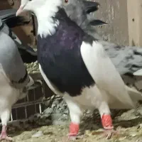 کبوتر طوقی طوق سیاه|پرنده|شیراز, باجگاه|دیوار