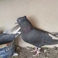 سیاه تخت دم سفید