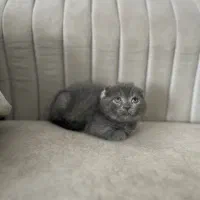 گربه اسکاتیش فولد