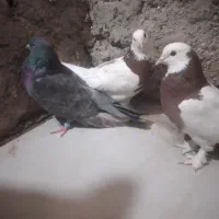 طوقی|پرنده|کرباسک, |دیوار