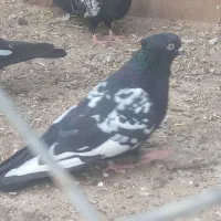 کبوتر سینه سیاه