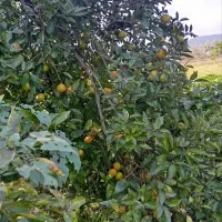 پرتقال محلی|خوردنی و آشامیدنی|رشت, پارک شهر|دیوار