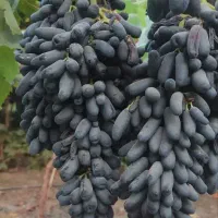 نهال ..درخت انگور موندراب