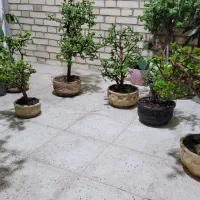 گل بنسای