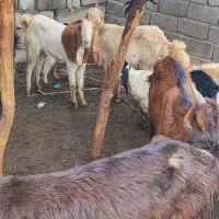 بز کهره نری|حیوانات مزرعه|جیرفت, |دیوار