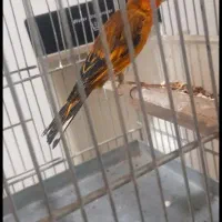 سهره قناری دهن لر