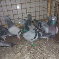 ادرس الوند|پرنده|الوند, |دیوار