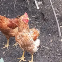 فروش خروس محلی به صورت تکی و عمده