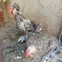 فروش ۴ مرغ و ۱ خروس سلطان|حیوانات مزرعه|اصفهان, فردوان|دیوار