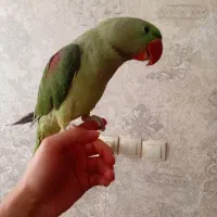 شاه طوطی اسکندری|پرنده|اردبیل, |دیوار