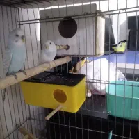 دو جفت مرغ عشق با۲ تا جوجه|پرنده|نقده, |دیوار