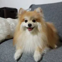 سگ پامر|سگ|کازرون, |دیوار