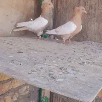 کبوترببهونی