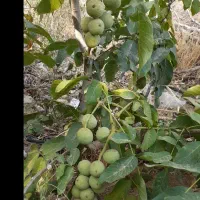 فروش نهال ضمانتی گردو بادام هلو گیلاس زردآلو|خدمات باغبانی و درختکاری|سامان, |دیوار