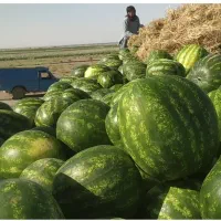 به تعدادی کارگر اتباع افغانی جهت کار شریکی کشاورزی|استخدام صنعتی، فنی، مهندسی|ایرانشهر, |دیوار