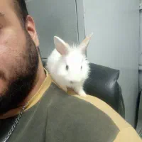 بچه خرگوش نژاد دار|موش و خرگوش|مشهد, هفده شهریور|دیوار