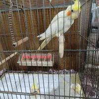 عروس هلندی یک جفت نرو ماده همراه با جوجه