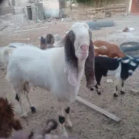 نربزگلابی اصل
