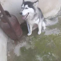 واگذاری سگ هاسکی