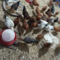 نیمچه مرغ و خروس
