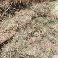 علف بسته بندی شده|خدمات باغبانی و درختکاری|میناب, |دیوار