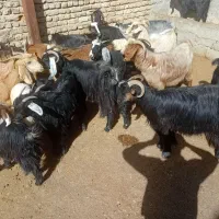 تعداد 15راس بز داشتی و کشتی و 8راس چپش ماده فروشی