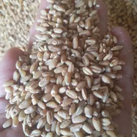 تمیز|خوردنی و آشامیدنی|آبدانان, |دیوار