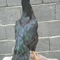 خروس لاری  کوکو تاج مهر  و مرغ لاری ترک|حیوانات مزرعه|کوچصفهان, |دیوار