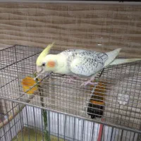 عروس هلندی گلباقالی|پرنده|کرج, کیانمهر|دیوار