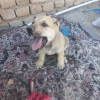 فروش سگ نگهبان