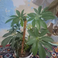 7 عدد گل و گلدان