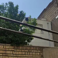 کبوتر طوقی|پرنده|ری, شهادت|دیوار