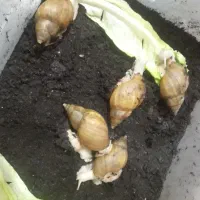 8 باکس حلزون و حلزون|لوازم جانبی حیوانات|قائم‌شهر, |دیوار