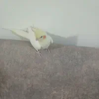 عروس هلندی نر