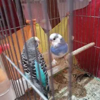 مرغ عشق|پرنده|بهبهان, |دیوار