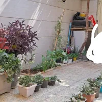 گلدان بزرگ باگل قاشقی وانواع گل های دیگر|گل و گیاه طبیعی|قرچک, محمد آباد|دیوار