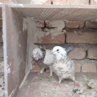 کبوتر|پرنده|سرپل ذهاب, |دیوار