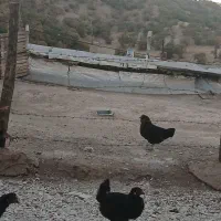 مرغ وخروس کوردی|حیوانات مزرعه|جوانرود, |دیوار