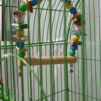 یک جفت مرغ عشق