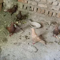 کبوتر