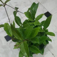 گل هویا پتوس زامفولیا مانسترا یوکا