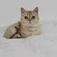 بریتیش گلد نر