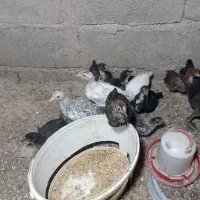 جوجه یا نیمچه مرغ و خروس محلی و گلین.|حیوانات مزرعه|شوش, |دیوار