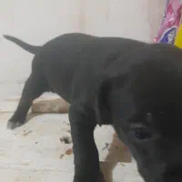 واگذاری توله سگ پیتبول