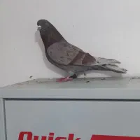 فروش کفتر طوقی