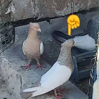 پرنده پروازی